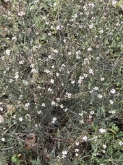 Lobularia maritima