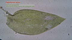 Plagiothecium laetum