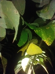 Phoebis philea