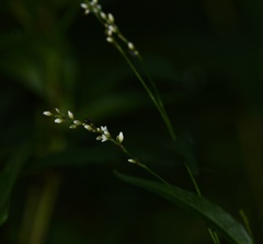 Persicaria hydropiperoides