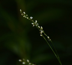 Persicaria hydropiperoides