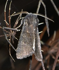 Aporophyla lutulenta