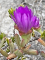 Lampranthus glomeratus