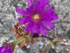 Lampranthus glomeratus