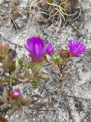 Lampranthus glomeratus