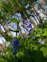 Mertensia virginica