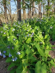Mertensia virginica