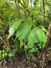 Helicteres jamaicensis