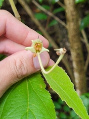 Helicteres jamaicensis