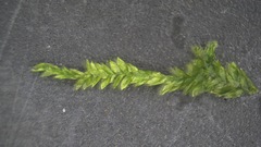 Plagiothecium laetum