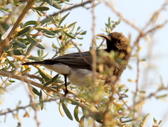 Cinnyris fuscus fuscus