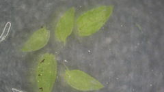 Plagiothecium laetum