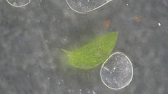 Plagiothecium laetum