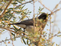 Cinnyris fuscus fuscus