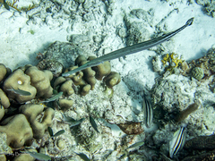 Azurina multilineata