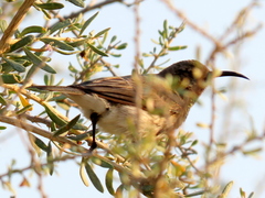 Cinnyris fuscus fuscus