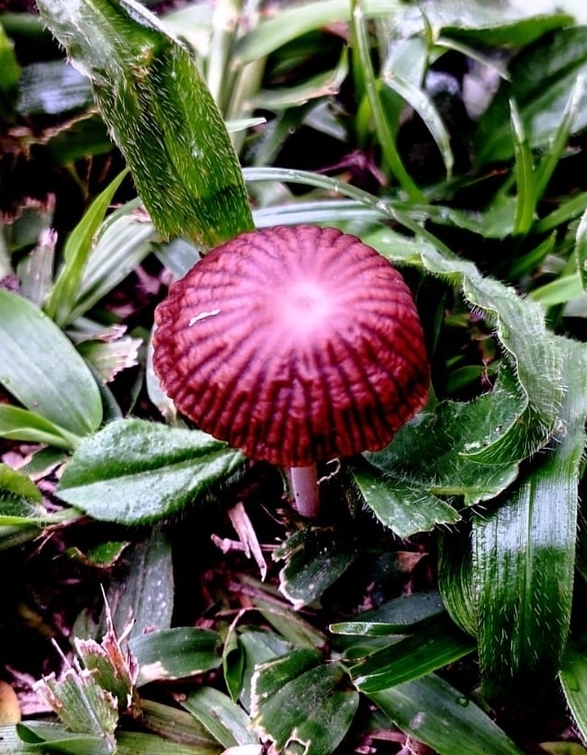 Gymnopus iocephalus