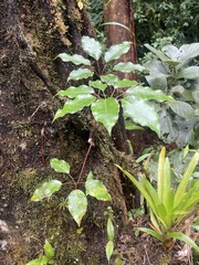 Sciodaphyllum pittieri