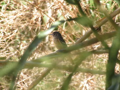 Knipolegus aterrimus