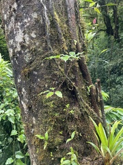 Sciodaphyllum pittieri