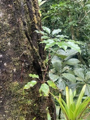 Sciodaphyllum pittieri