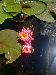 Nymphaea