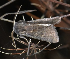 Aporophyla lutulenta