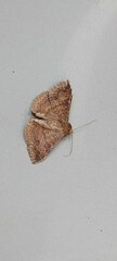 Pandesma