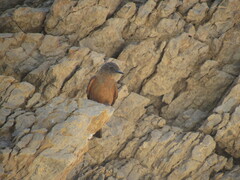 Hirundinea ferruginea