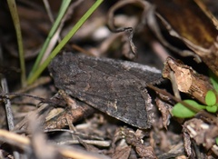 Aporophyla lutulenta
