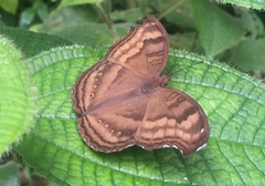 Junonia iphita