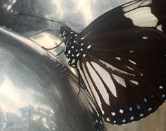 Euploea radamanthus radamanthus