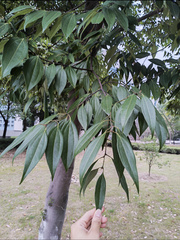 Cinnamomum yabunikkei
