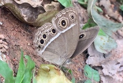 Mycalesis mineus macromalayana