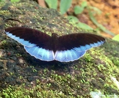 Tanaecia iapis puseda