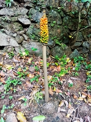 Amorphophallus