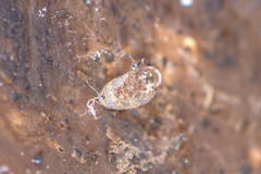 Gastrocopta armigerella