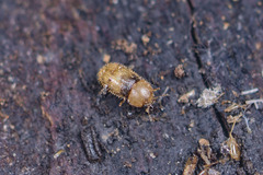 Ditrichocis bifasciatus