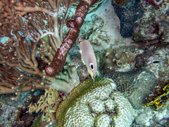 Montastraea cavernosa