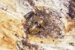 Ditrichocis bifasciatus