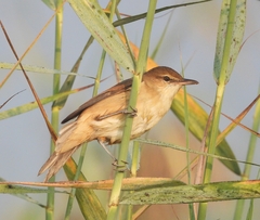 Acrocephalus stentoreus