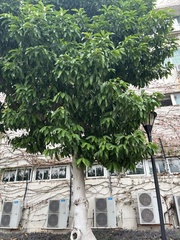 Magnolia × alba