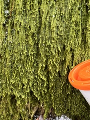 Plagiothecium cavifolium