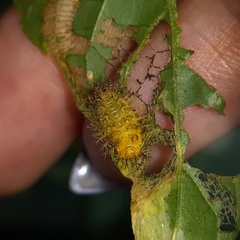 Henosepilachna vigintioctopunctata