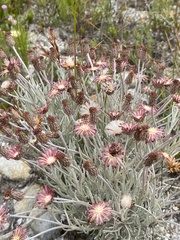 Syncarpha gnaphaloides