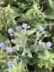 Borago officinalis
