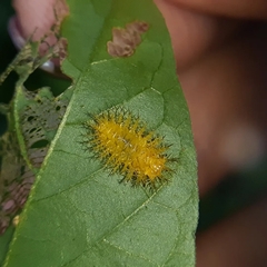 Henosepilachna vigintioctopunctata