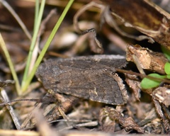 Aporophyla lutulenta