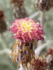 Syncarpha gnaphaloides