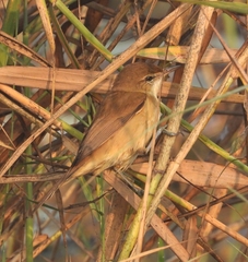 Acrocephalus stentoreus